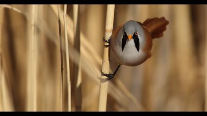 Bıyıklı baştankara
