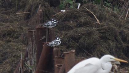 Alaca yalıçapkını