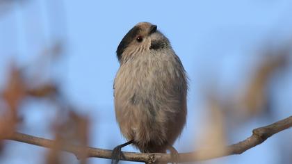 Uzunkuyruklu baştankara