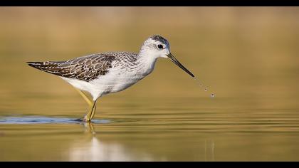 Bataklık düdükçünü