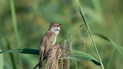 Büyük kamışçın