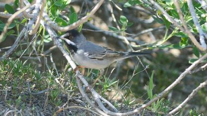 Karaboğazlı ötleğen