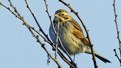 Bataklık Kirazkuşu