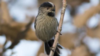 Uzunkuyruklu baştankara
