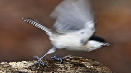 Kayın baştankarası