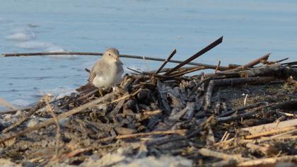 Sarıbacaklı kumkuşu