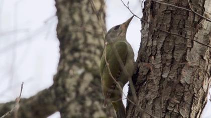 Küçük yeşil ağaçkakan