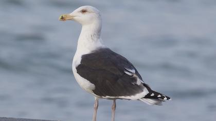 Büyük karasırtlı martı