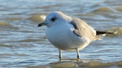 Küçük gümüş martı