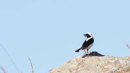 Aksırtlı kuyrukkakan