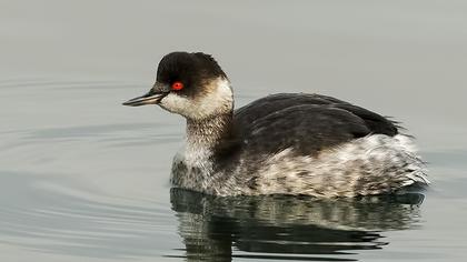 Karaboyunlu batağan
