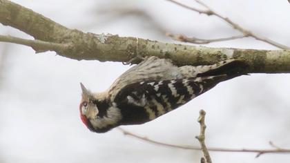 Küçük ağaçkakan