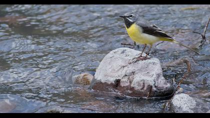 Dağ kuyruksallayanı