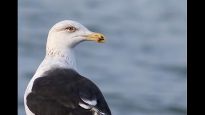 Büyük karasırtlı martı