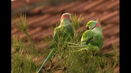 İskender papağanı