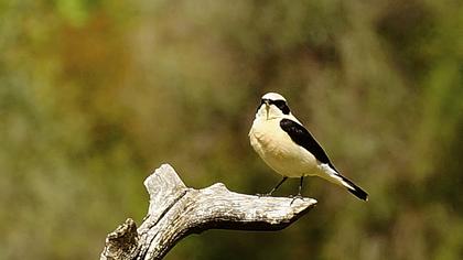 Karakulaklı kuyrukkakan