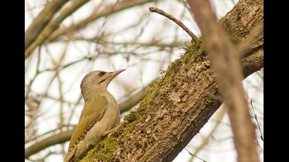 Küçük yeşil ağaçkakan