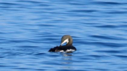 Karagerdanlı dalgıç