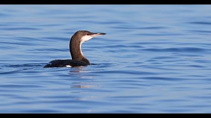 Karagerdanlı dalgıç