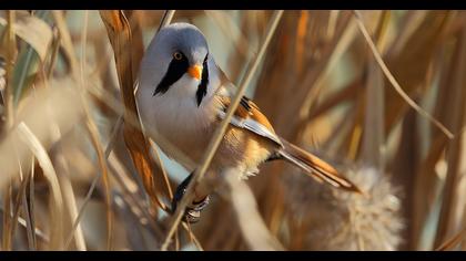 Bıyıklı baştankara