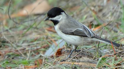 Akyanaklı baştankara