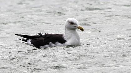 Büyük karasırtlı martı