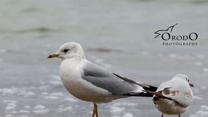 Küçük gümüş martı