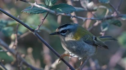 Sürmeli çalıkuşu