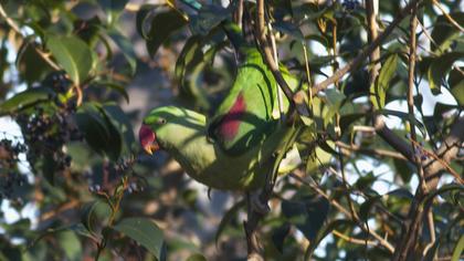 İskender papağanı