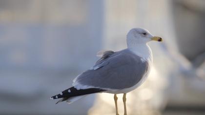 Van gölü martısı