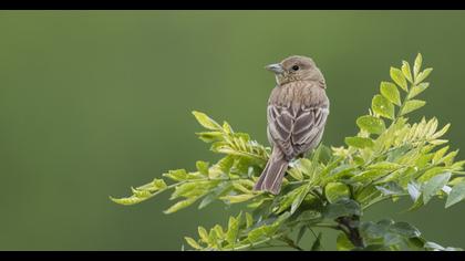 Karabaşlı kirazkuşu
