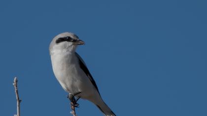 Büyük örümcekkuşu