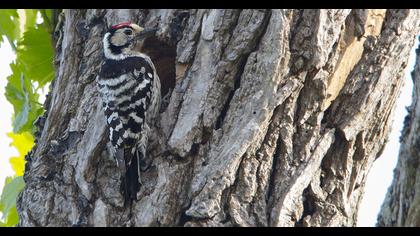Küçük ağaçkakan