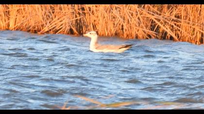 Büyük karabaş martı