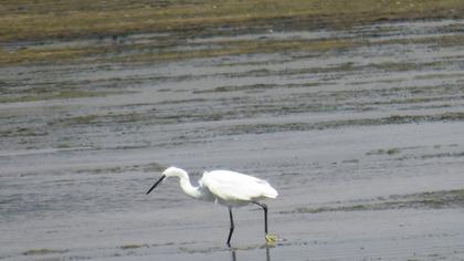 Küçük ak balıkçıl
