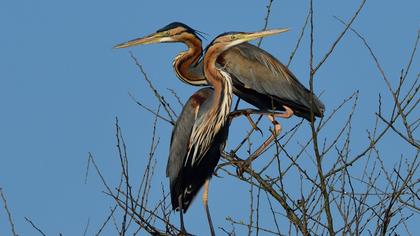 Erguvani balıkçıl