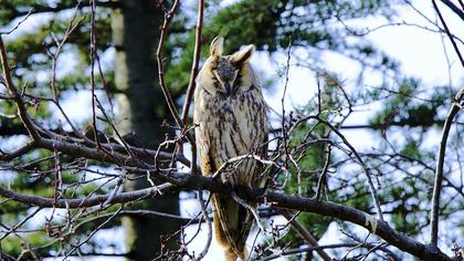 Kulaklı orman baykuşu