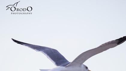 Van gölü martısı