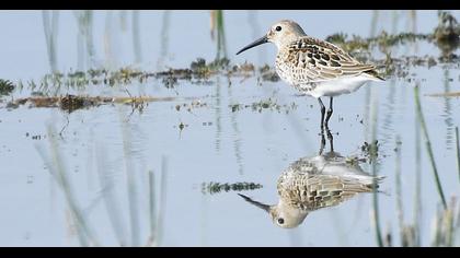 Karakarınlı kumkuşu