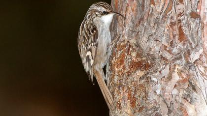 Bahçe tırmaşıkkuşu