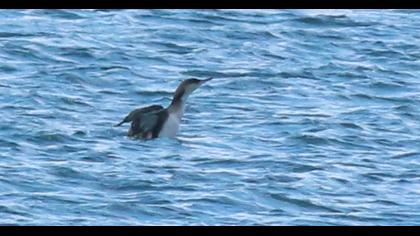 Karagerdanlı dalgıç