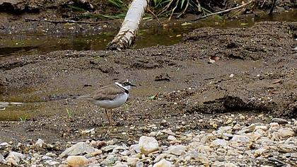 Halkalı küçük cılıbıt