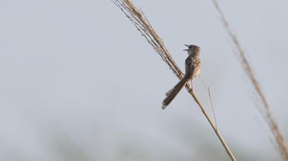 Dikkuyruklu ötleğen
