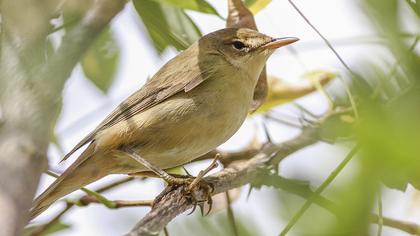 Çalı kamışçını
