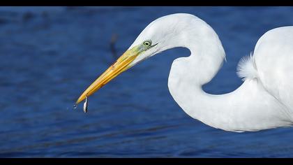 Büyük ak balıkçıl