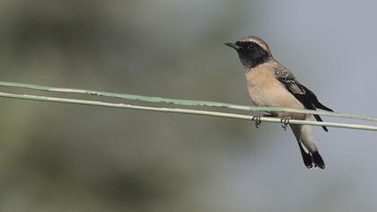 Karakulaklı kuyrukkakan