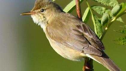 Çalı kamışçını