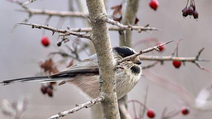Uzunkuyruklu baştankara