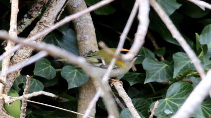 Sürmeli çalıkuşu