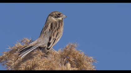 Bataklık Kirazkuşu